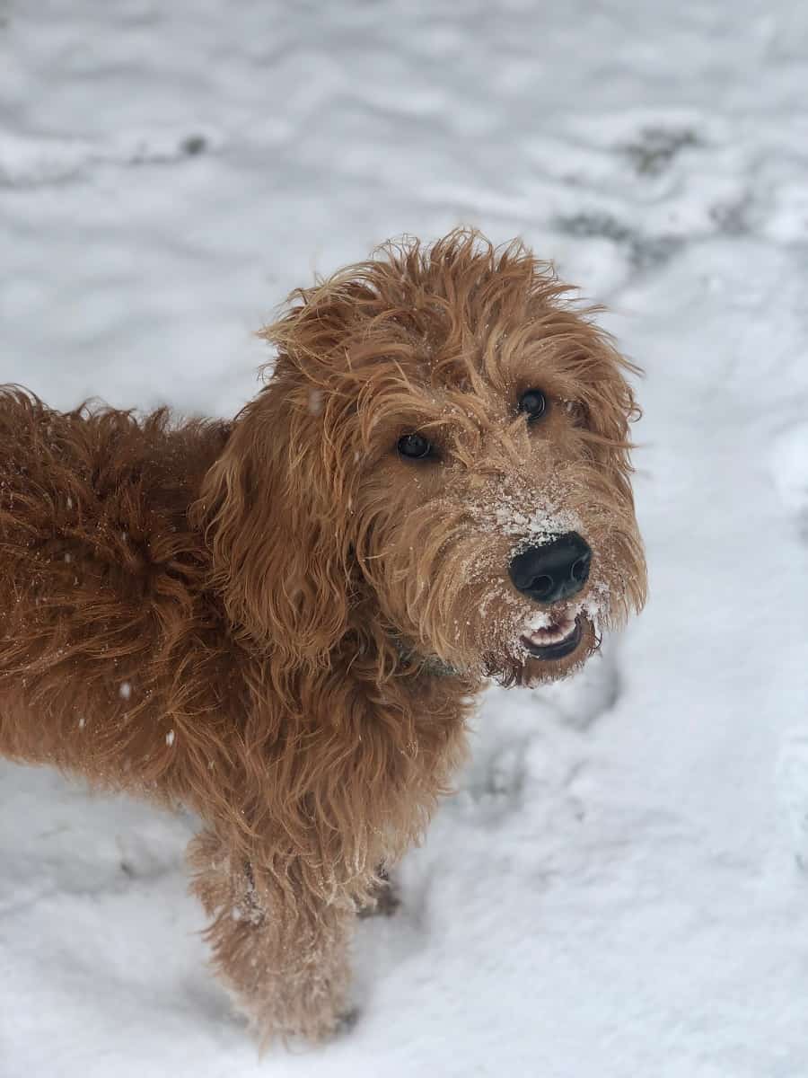 Outdoorsy Dog in the snow