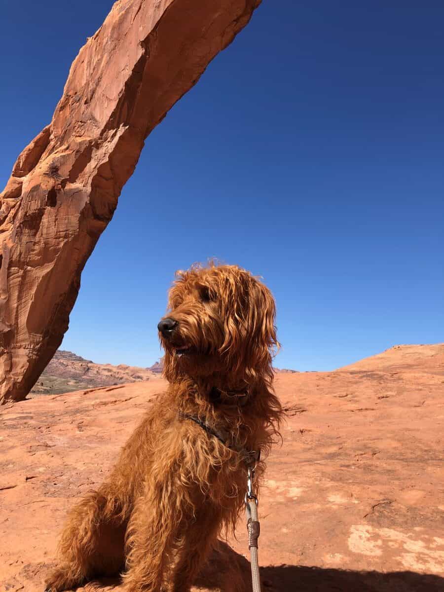 Outdoorsy Dog Name Dog in Front of Arch in Utah