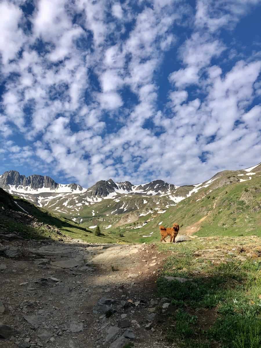 Outdoorsy Dog Names Mountain Dog