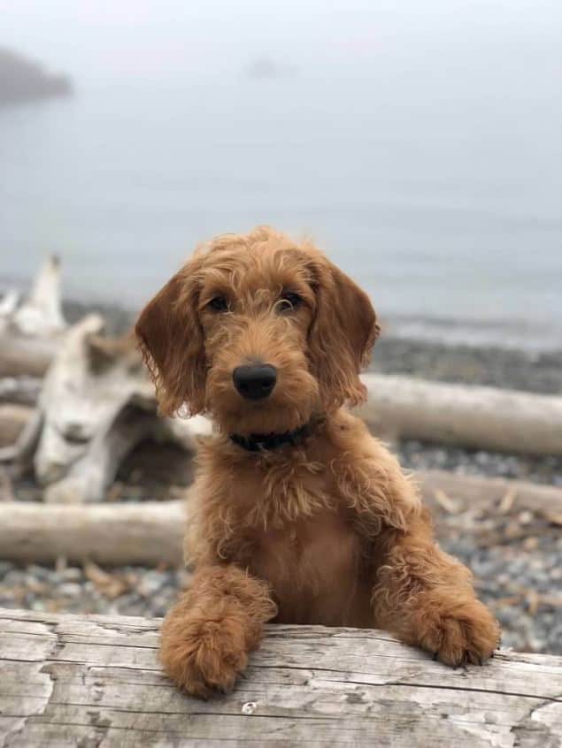 Outdoorsy Dog Name Dog at beach in PNW