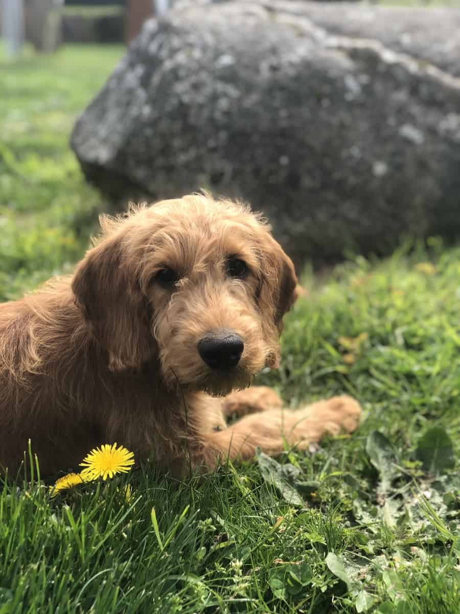 Outdoorsy Dog Names Labradoodle Puppy