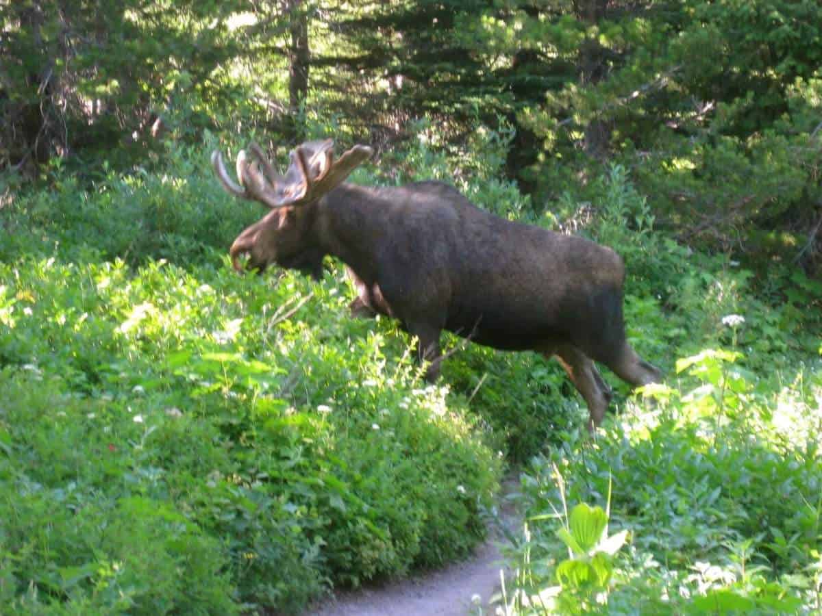 Moose in Glacier National Park