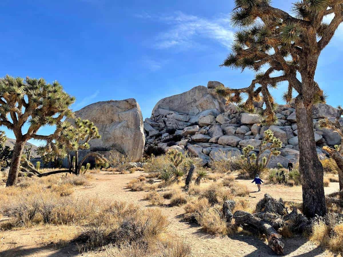 Best short clearance hikes joshua tree