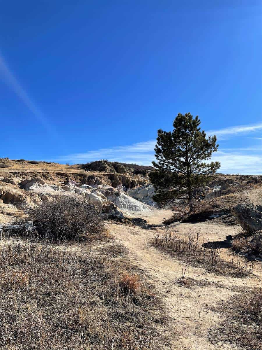 One lone tree at Paint Mines