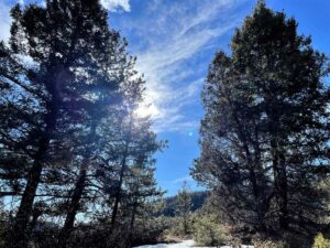 Sun behind Pinderosa Pine trees
