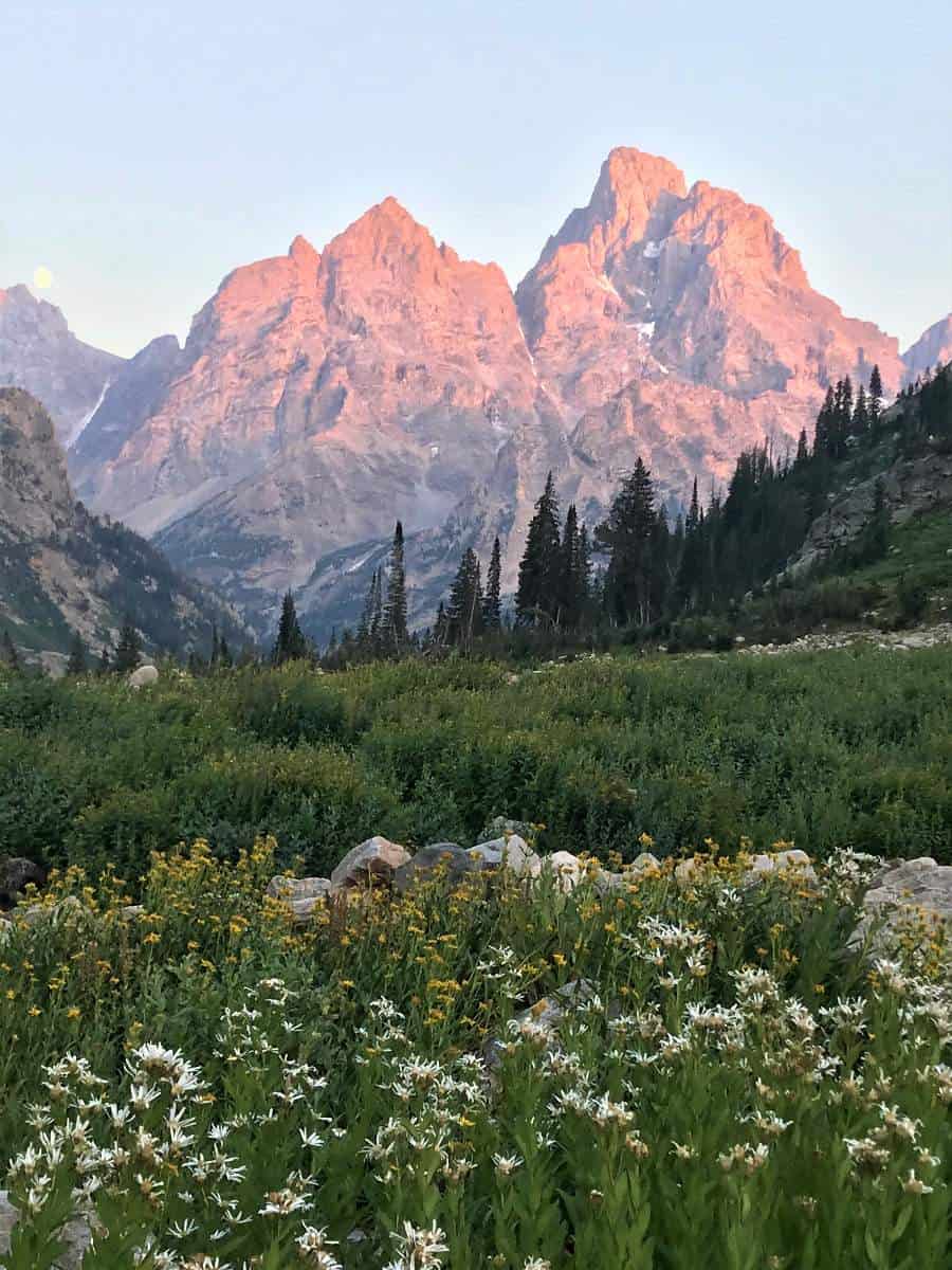 Wildflowers at Sunset in Grand Teton National Park