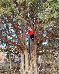 Girl climbing tree at Red Rocks