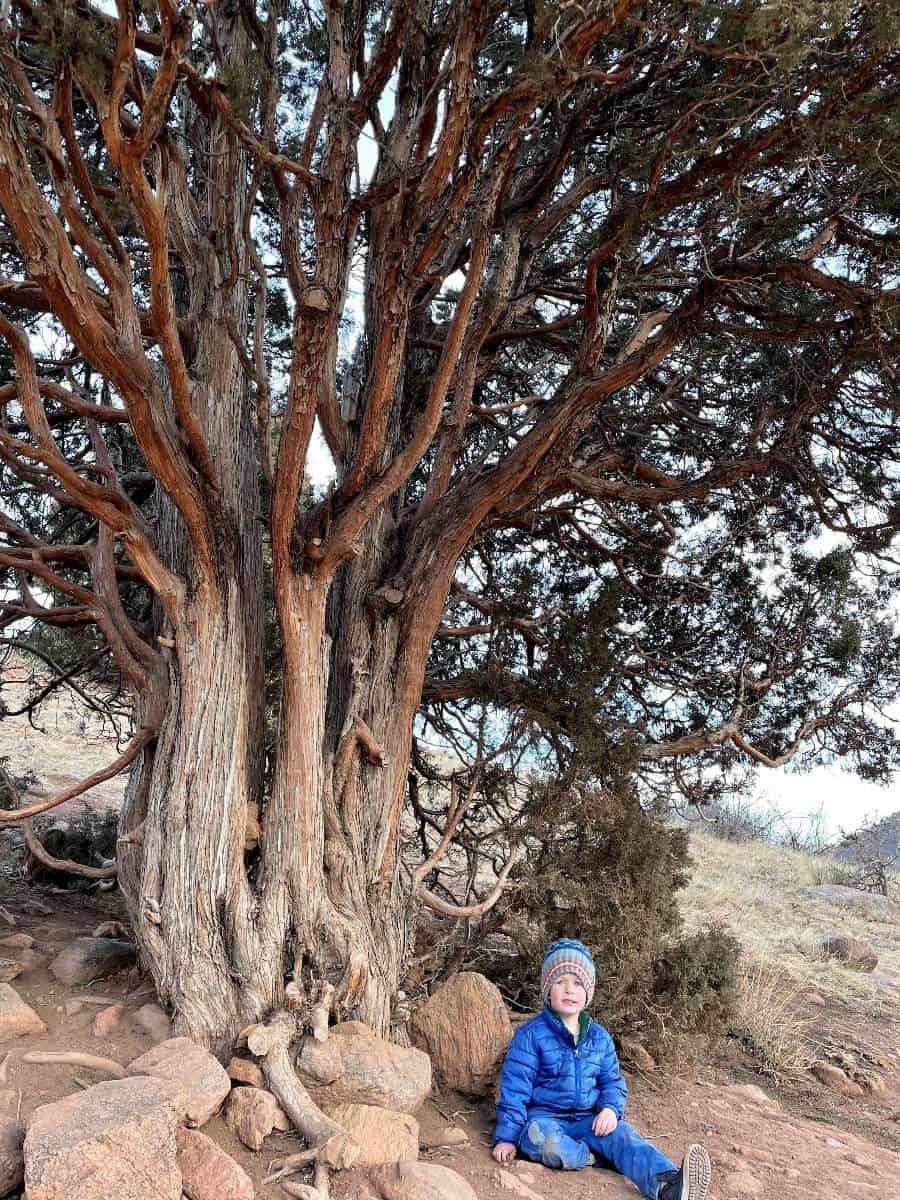 Boy sitting under tree on red rocks hike