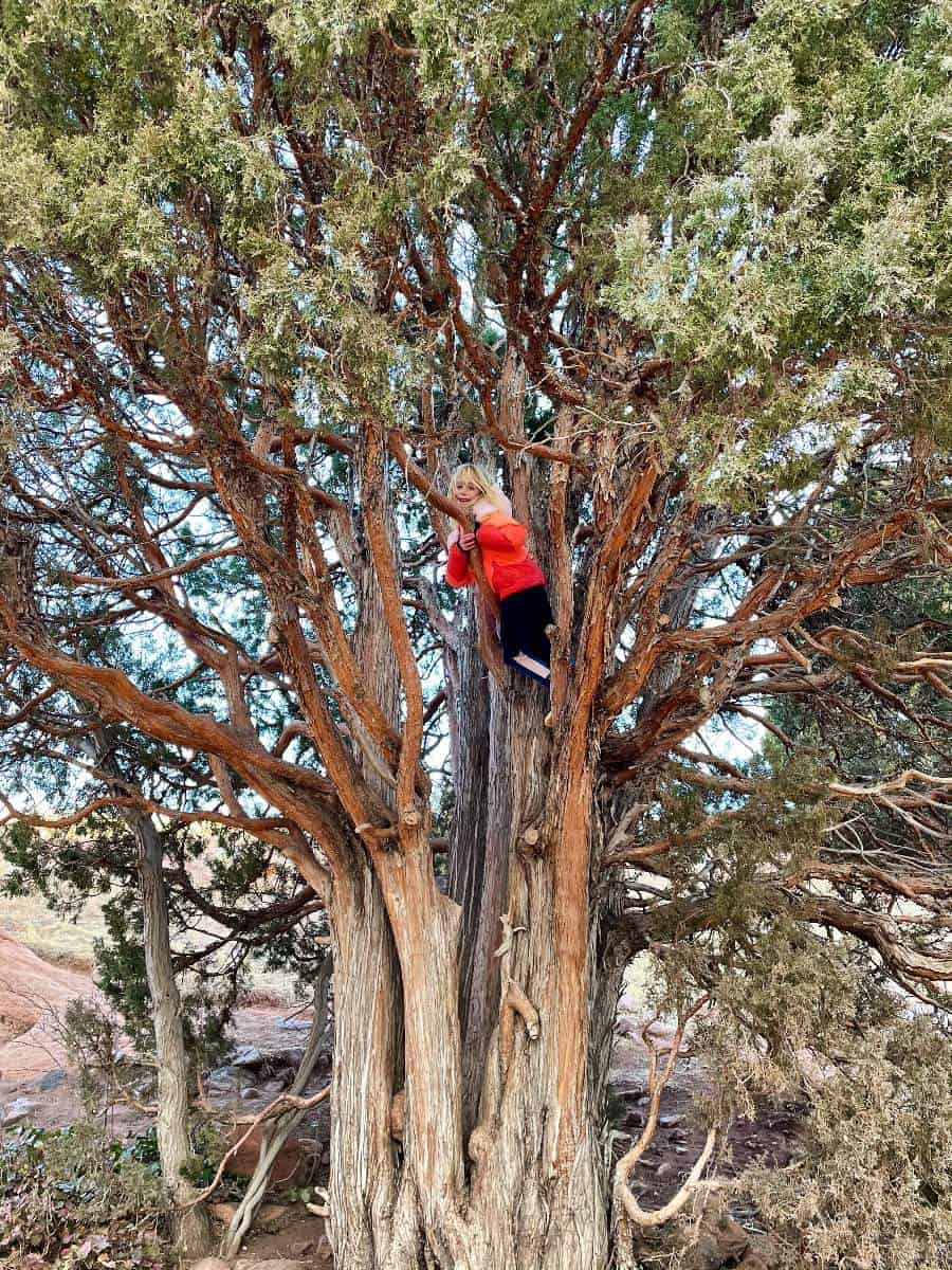 Girl climbing tree at Red Rocks