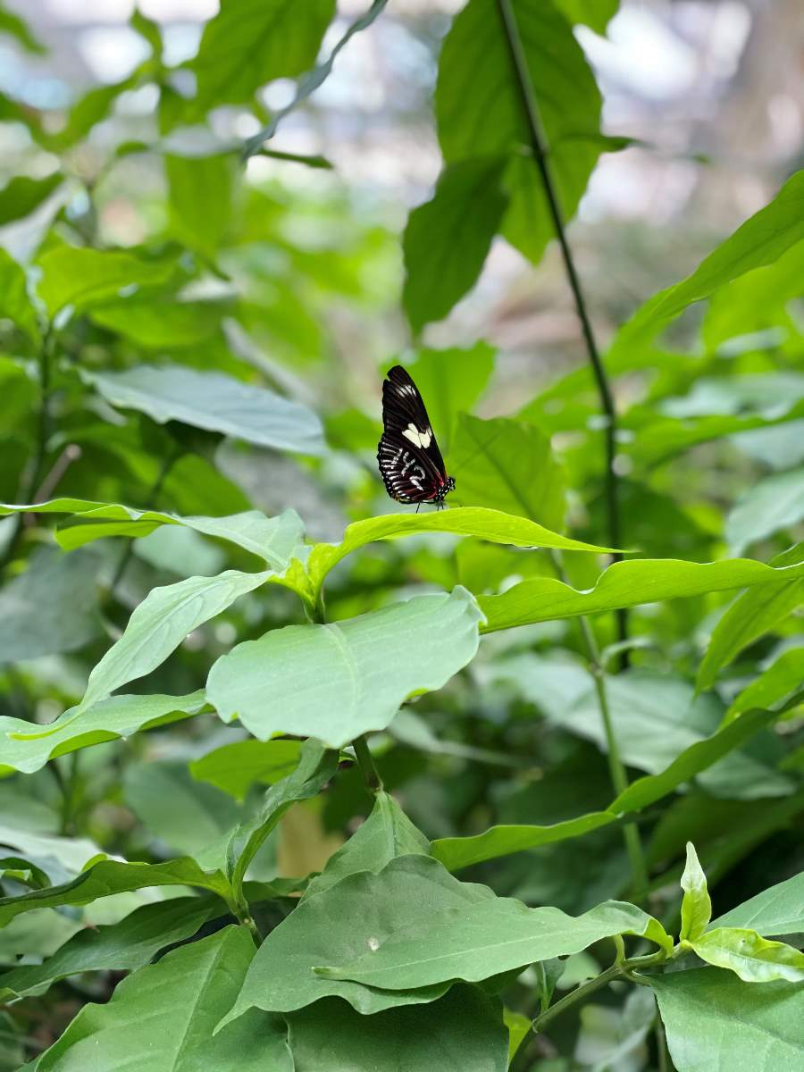 butterfly on leaf