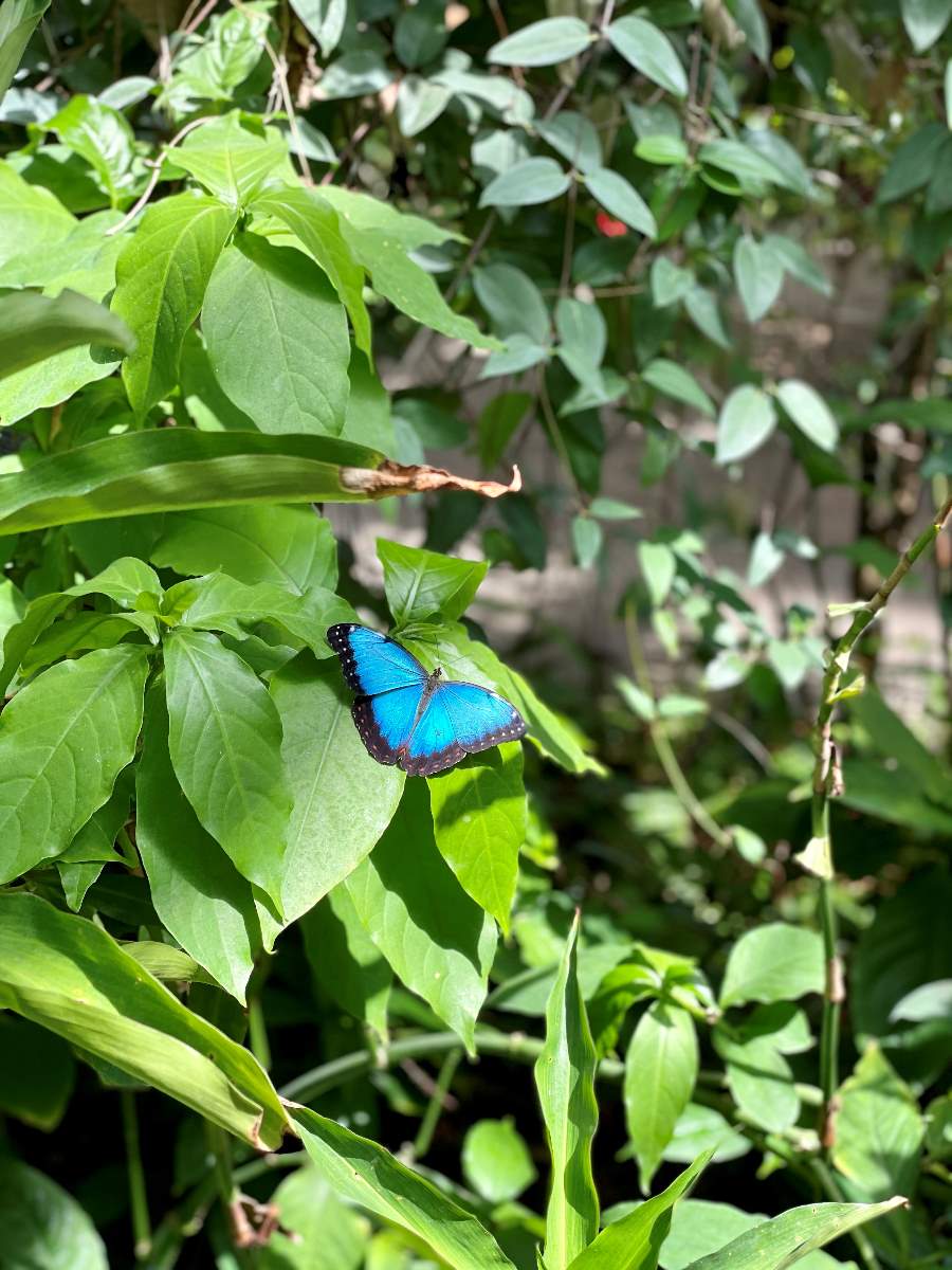 blue butterfly on leaf at Butterfly Pavilion
