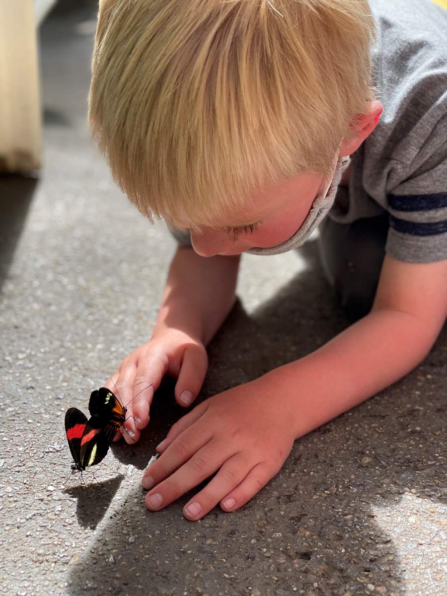 boy with butterfly on hand