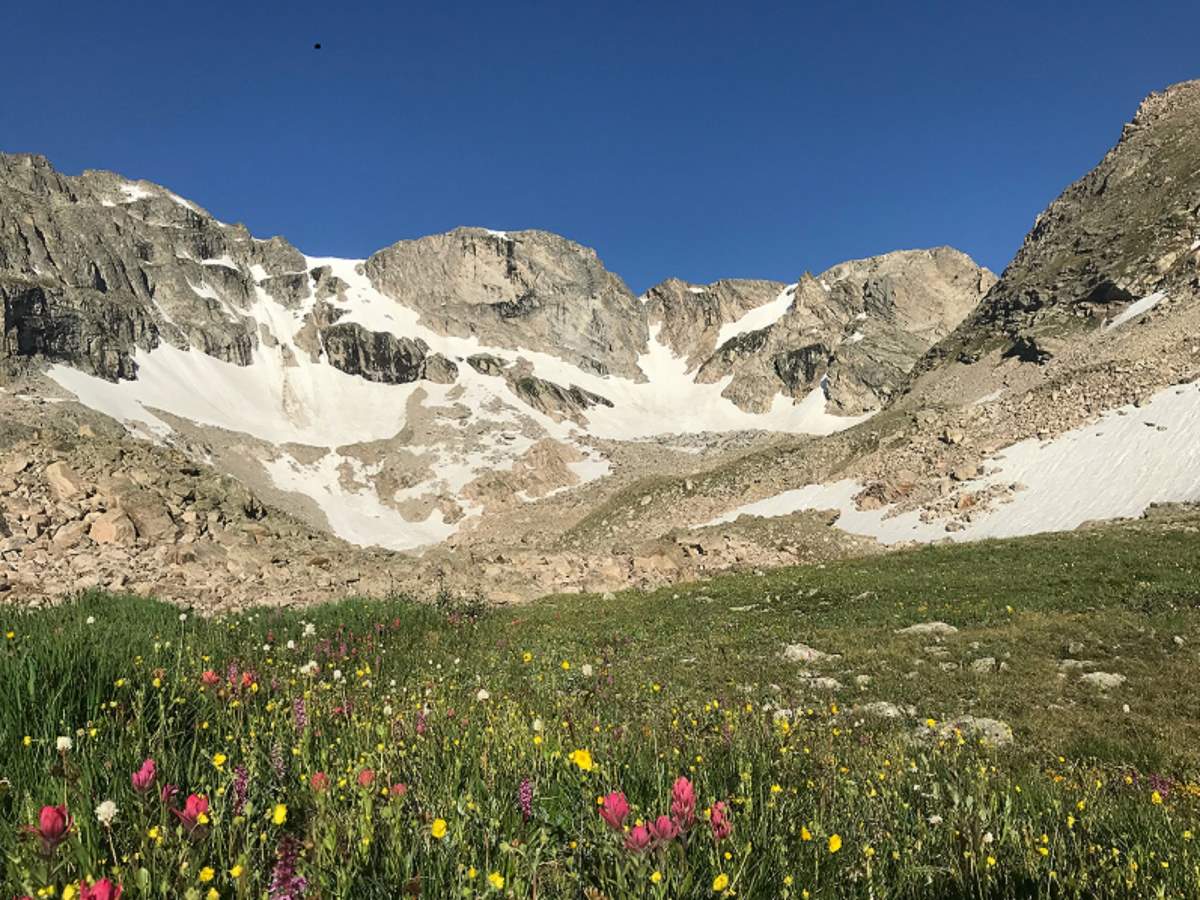 wildflowers in Rocky Mountain National Park