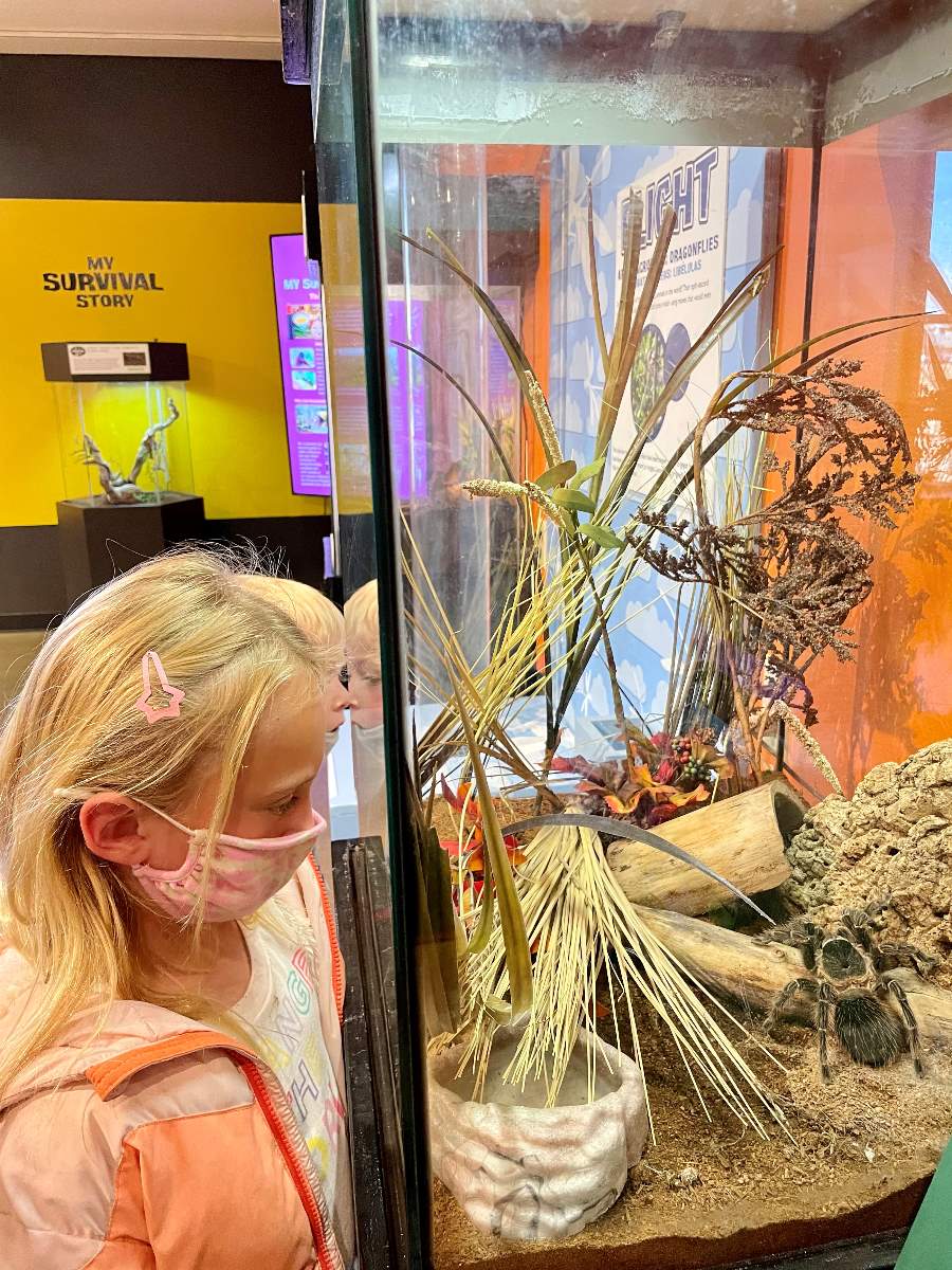 girl looking at tarantula