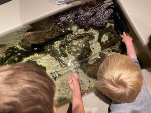 boys touching sea slug
