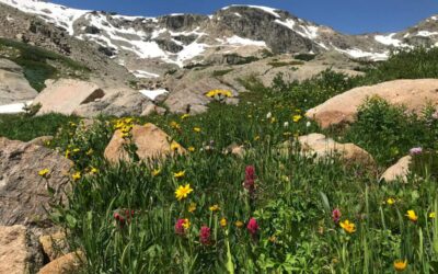 Best Wildflower Hike in Rocky Mountain National Park