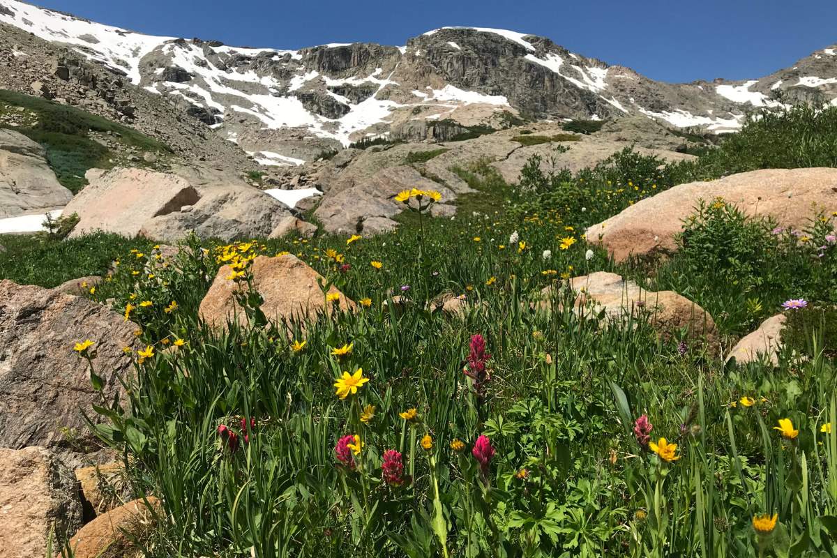 It's looking like a very good year for wildflowers in Colorado. Here's why