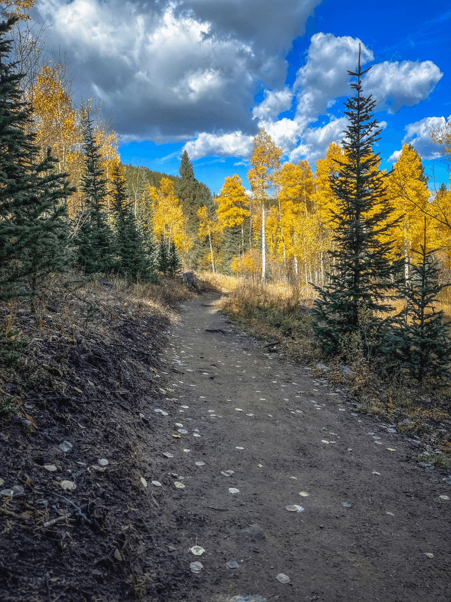 trail with aspens on Raccoon Trail