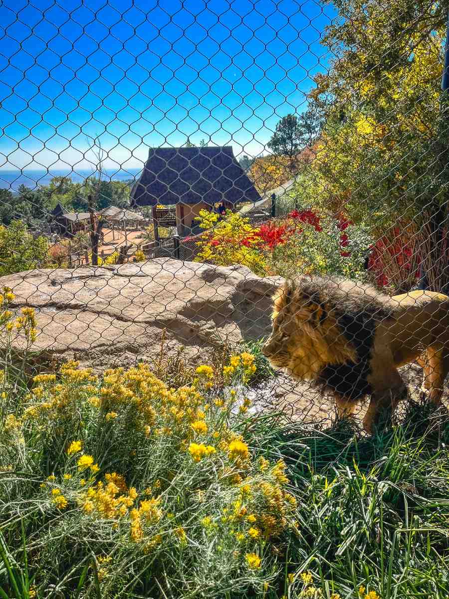 Lion at Zoo 