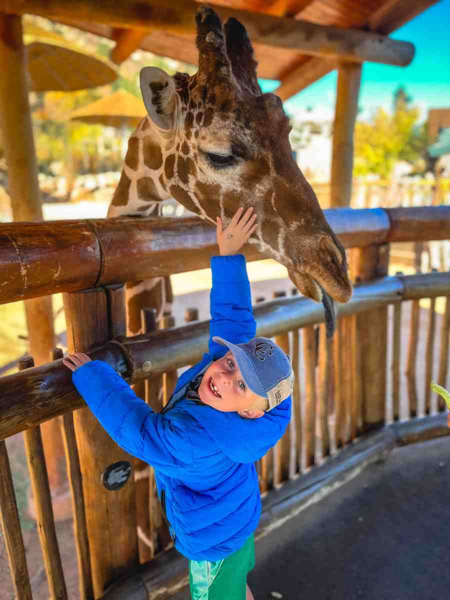 Petting a Giraffe 