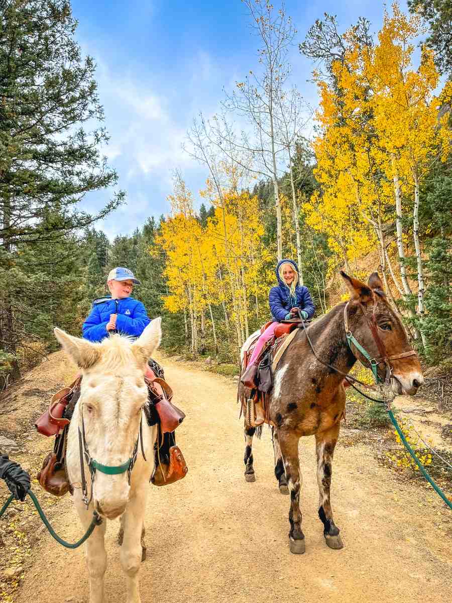 Riding Mules 