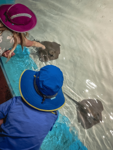 Kids touching manta rays