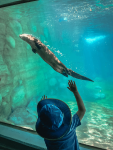 Boy looking at otter in aquarium