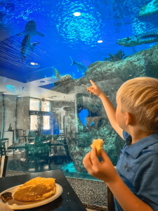 Boy pointing to shark at aquarium