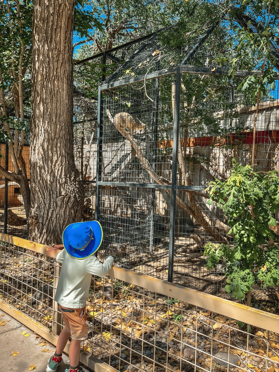 Boy looking at wolf at Alameda Park Zoo in Alamogordo, New Mexico