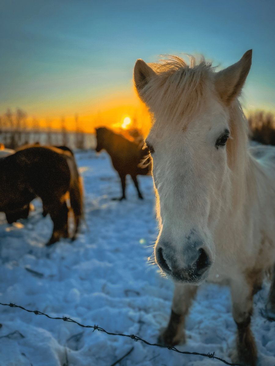 Northern Lights in Iceland Winter